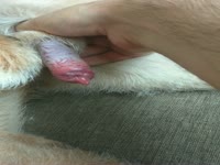 Me x zoo masturbating a dog